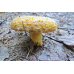 Мицелий Груздя синеющего / Груздь собачий (Lactarius repraesentaneus)